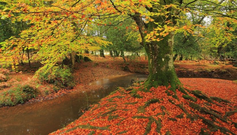 New Forest Autumn leaves